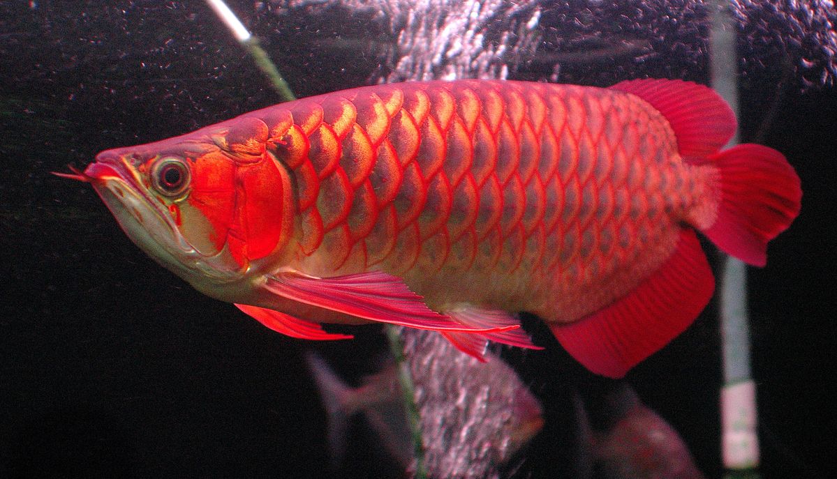 Arowana farm