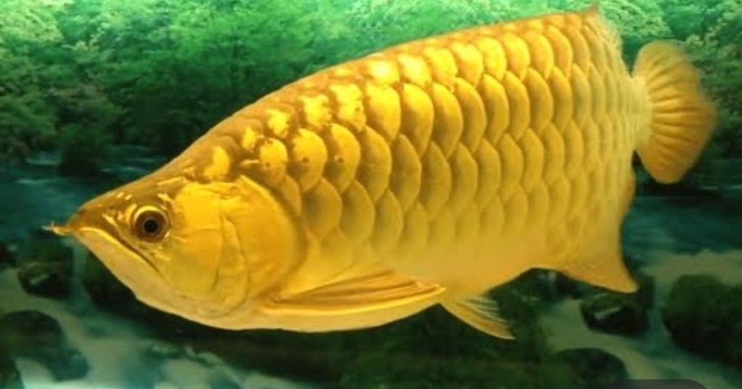 24K Golden Arowana