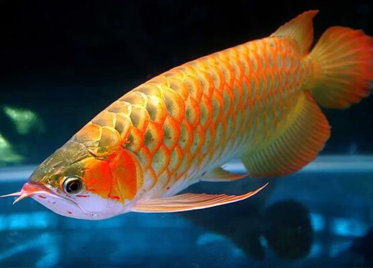 Banjar Red Arowana - beautiful red with blue base from Banjar region Indonesia