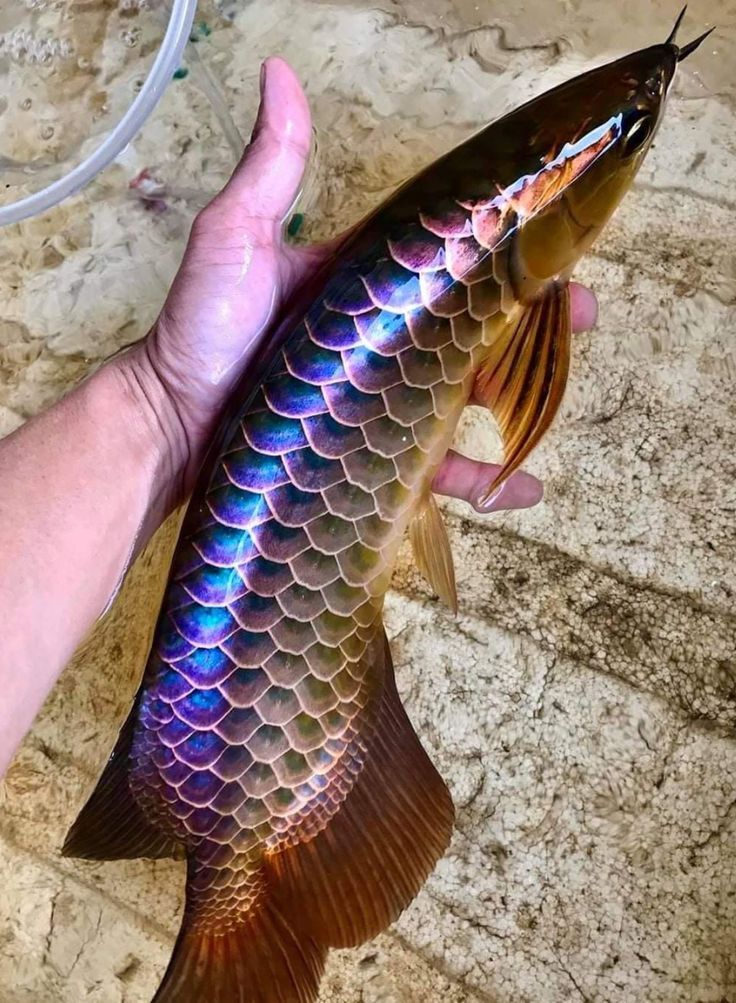 Blue Base Arowana