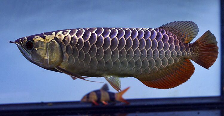 Blue Black Arowana - deep blue-black body with intense metallic sheen