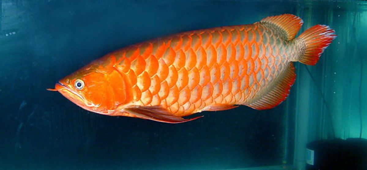 Cross Back Golden Arowana - stunning gold scales crossing over the back