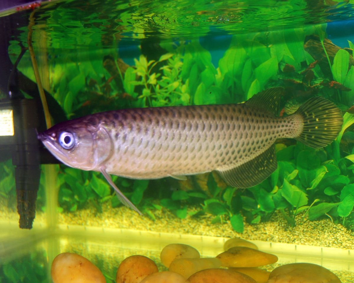 Jardini Arowana