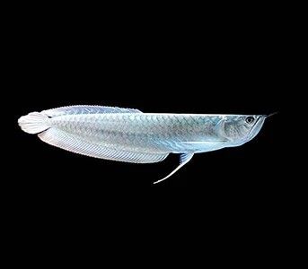 Platinum Arowana