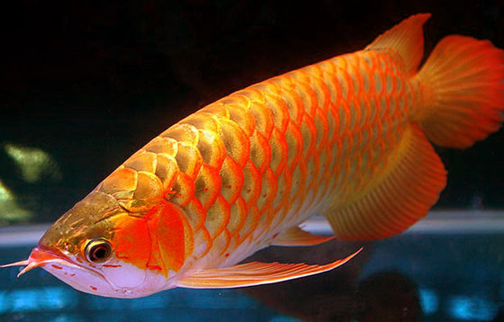 24-K-Golden-Arowana-Fish 24-K-Golden-Arowana-Fish