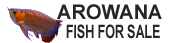 Arowana Fish for Sale