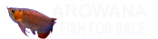 Arowana Fish for Sale