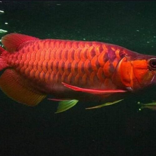 Chili Red Arowana