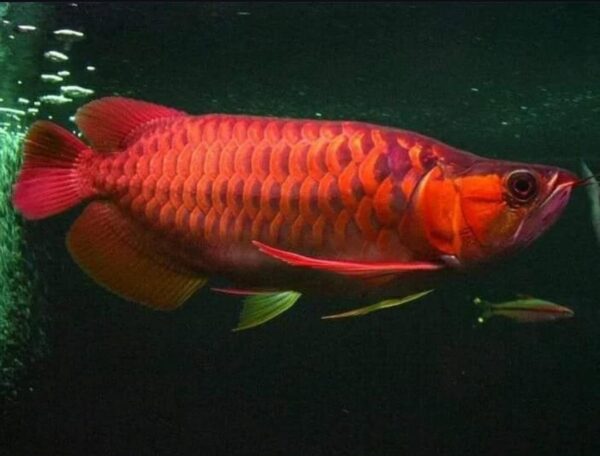 Chili Red Arowana Chili Red Arowana