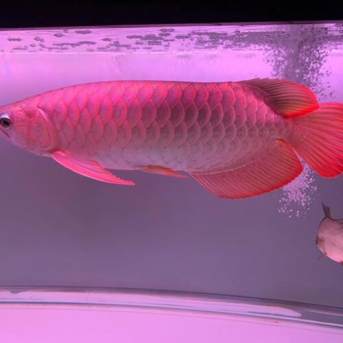 Malaysian Red Arowana
