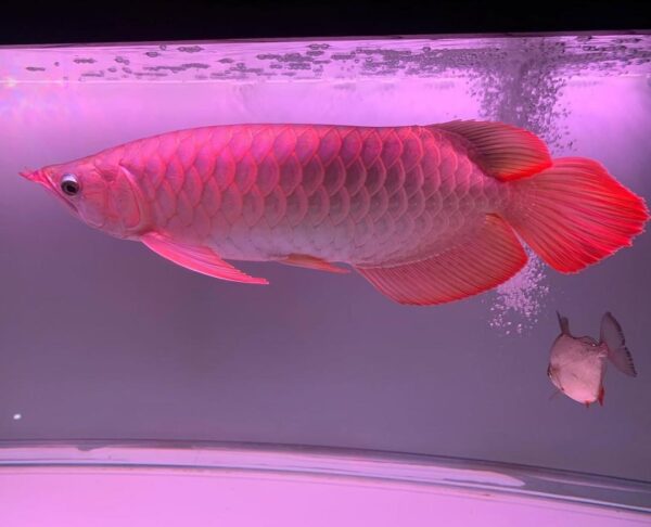 Malaysian Red Arowana