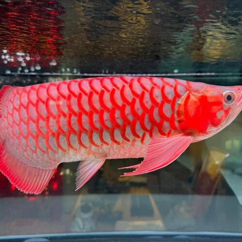 Red Arowana for Sale
