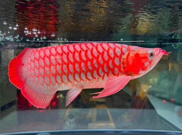 Red Arowana for Sale