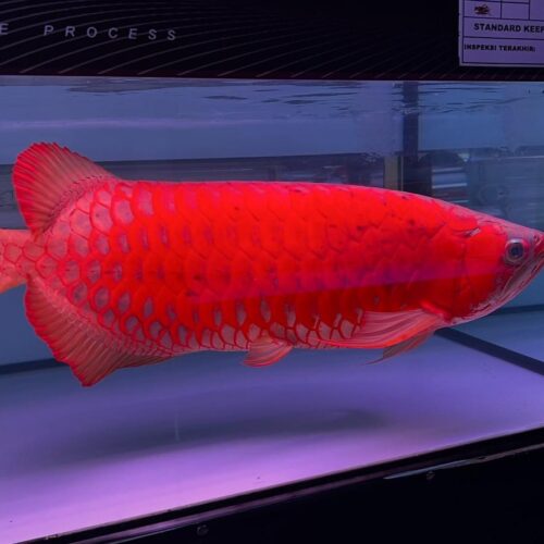 Super Red Arowana