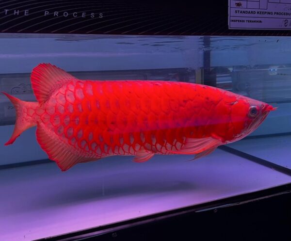 Super Red Arowana