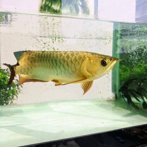 Golden Arowana Fish
