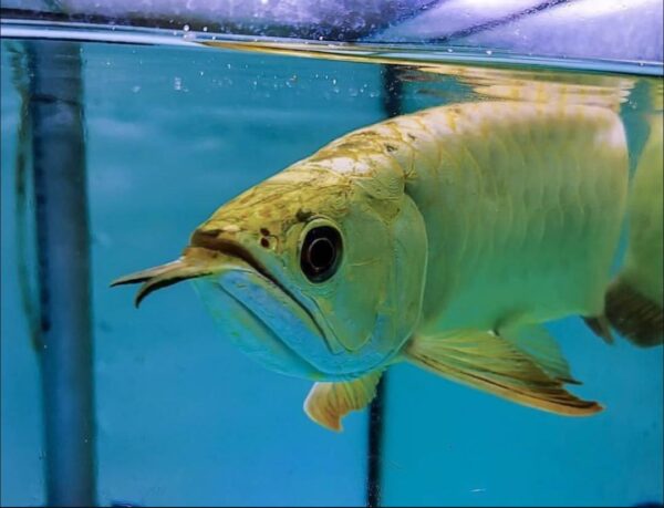 golden head arowana 1