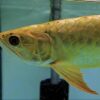golden head arowana