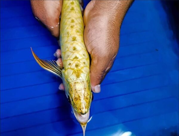 golden head arowana 2
