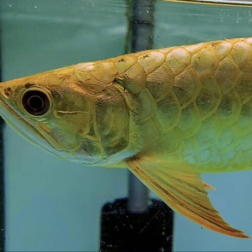 golden head arowana